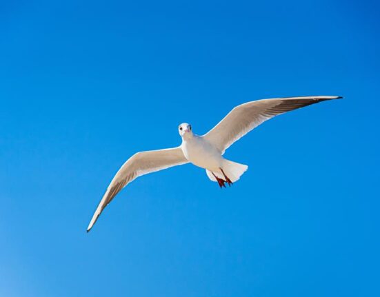 air france klm membership